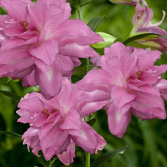 LILIJA LOTUS DREAM