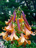 LILIJA AFRICAN QUEEN