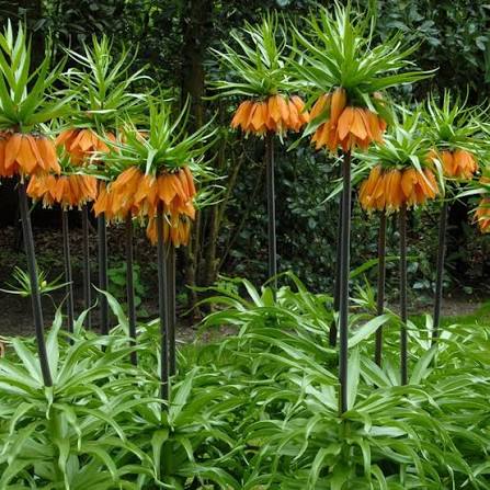 FRITILLARIA "ORANGE BEAUTY"