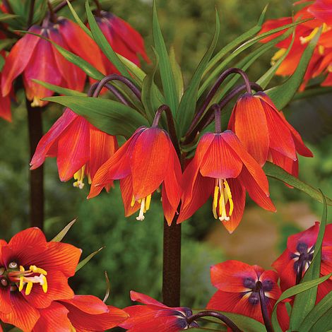 FRITILLARIA "RED BEAUTY"
