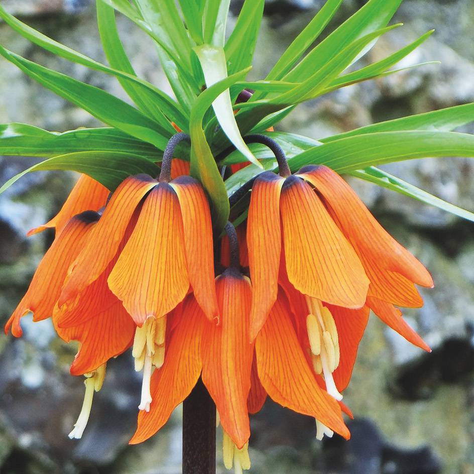 FRITILLARIA "ORANGE BEAUTY"