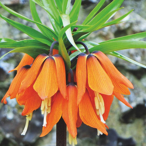FRITILLARIA "ORANGE BEAUTY"