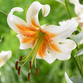 LILIJA LADY ALICE