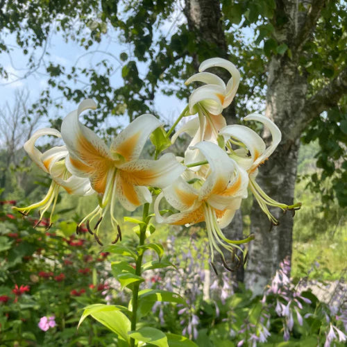LILIJA LADY ALICE