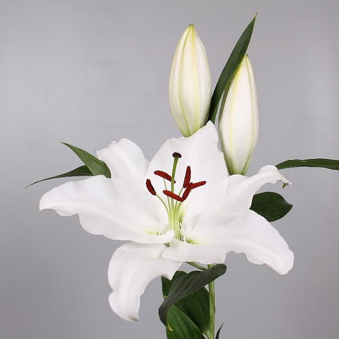 LILIJA SIGNUM
