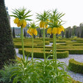 FRITILLARIA "LUTEA"