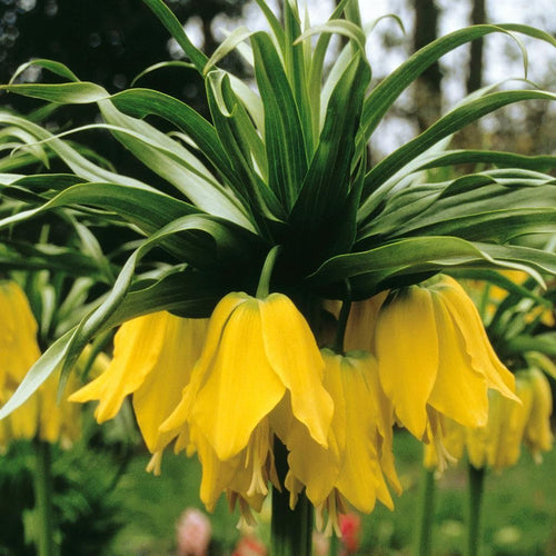 FRITILLARIA "LUTEA"