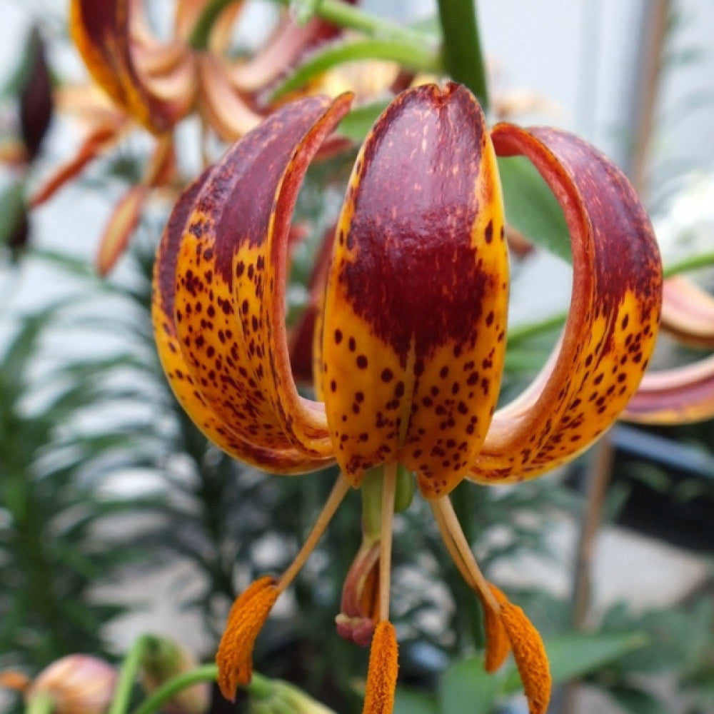 LILIJA ARABIAN KNIGHT MARTAGON