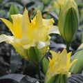 LILIJA EXOTIC SUN