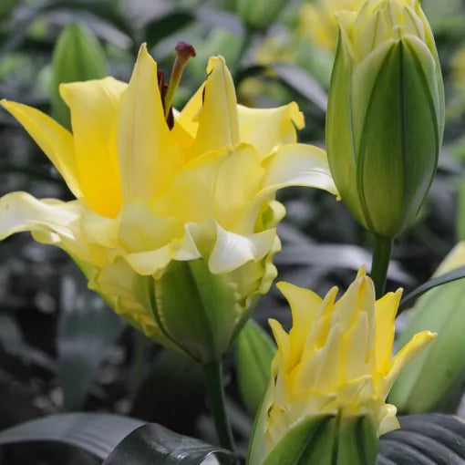 LILIJA EXOTIC SUN