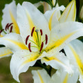 LILIJA ADOREA DREAM