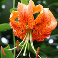 LILIJA HENRYI