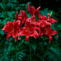 LILIJA RED FLASH