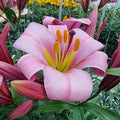 LILIJA PINK PLANET