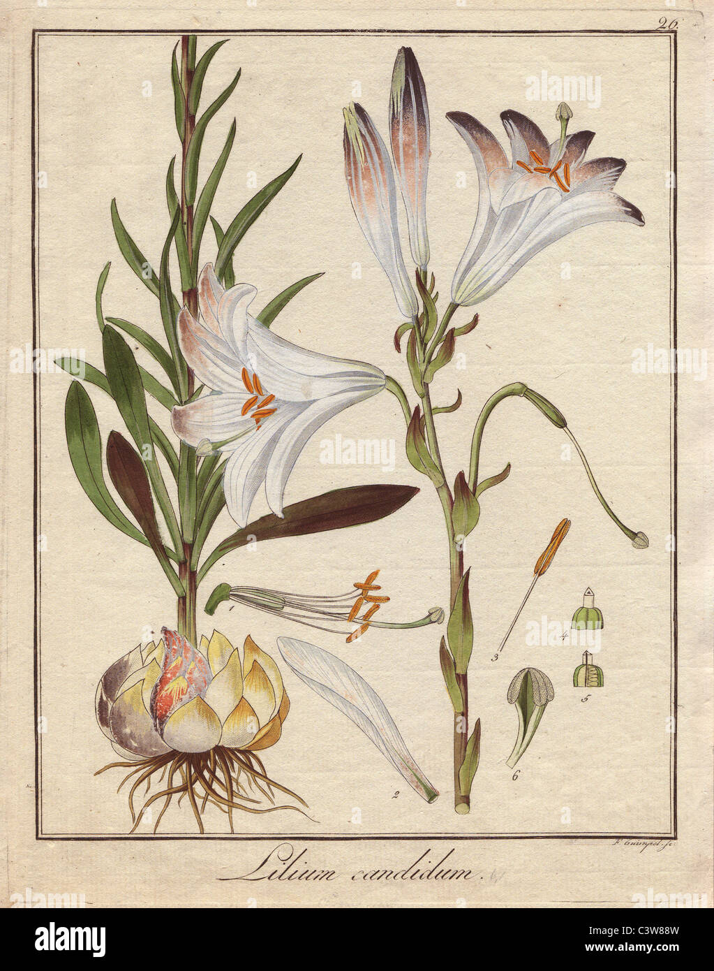 ALOJZIJEVA LILIJA (CANDIDUM)