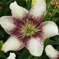 LILIJA EASY SPOT