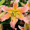 LILIJA ELUSIVE