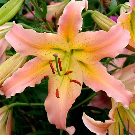 LILIJA ELUSIVE