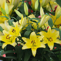 LILIJA ALTARUS