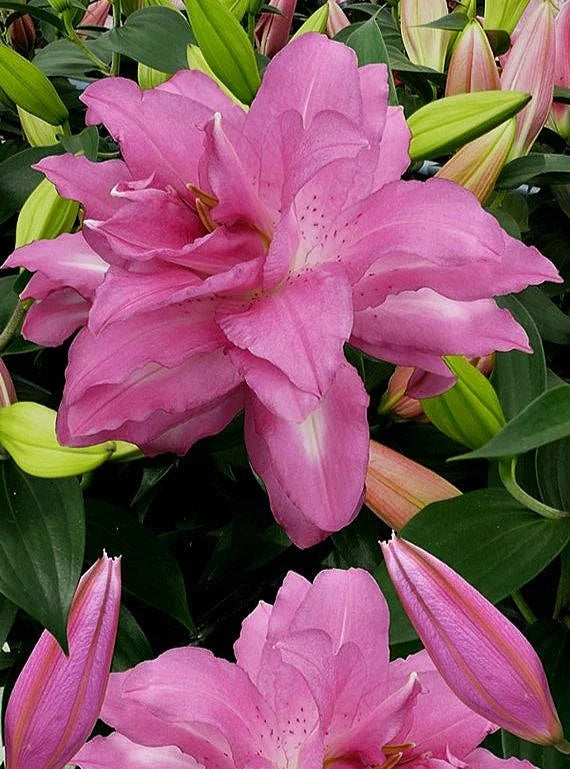 LILIJA LOTUS DREAM