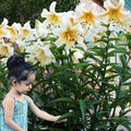 LILIJA MISTER CAS