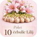 Paket 10 čebulic Lilij