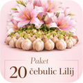 Paket 20 čebulic lilij icon