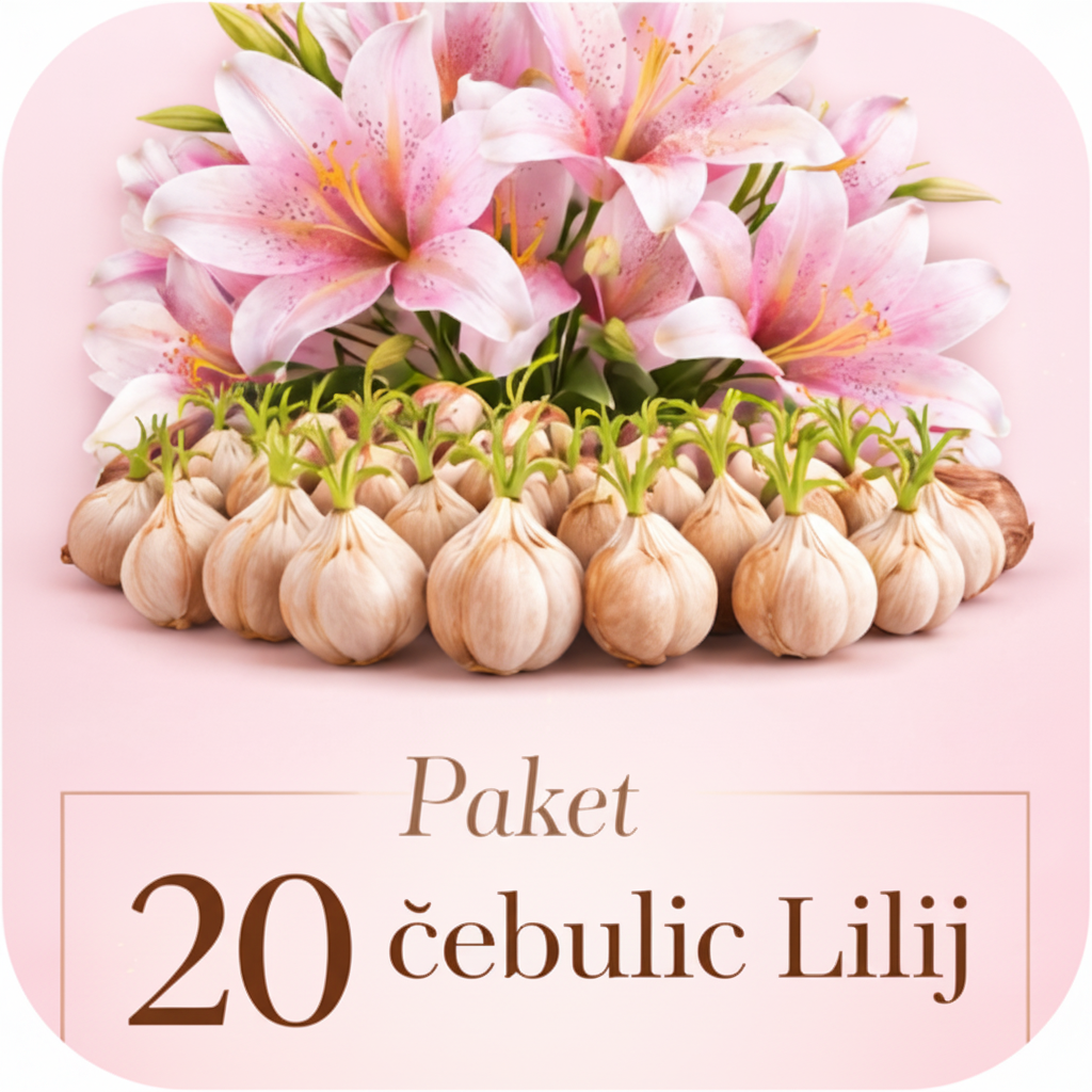 Paket 20 čebulic lilij icon