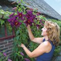 LILIJA PURPLE PRINCE