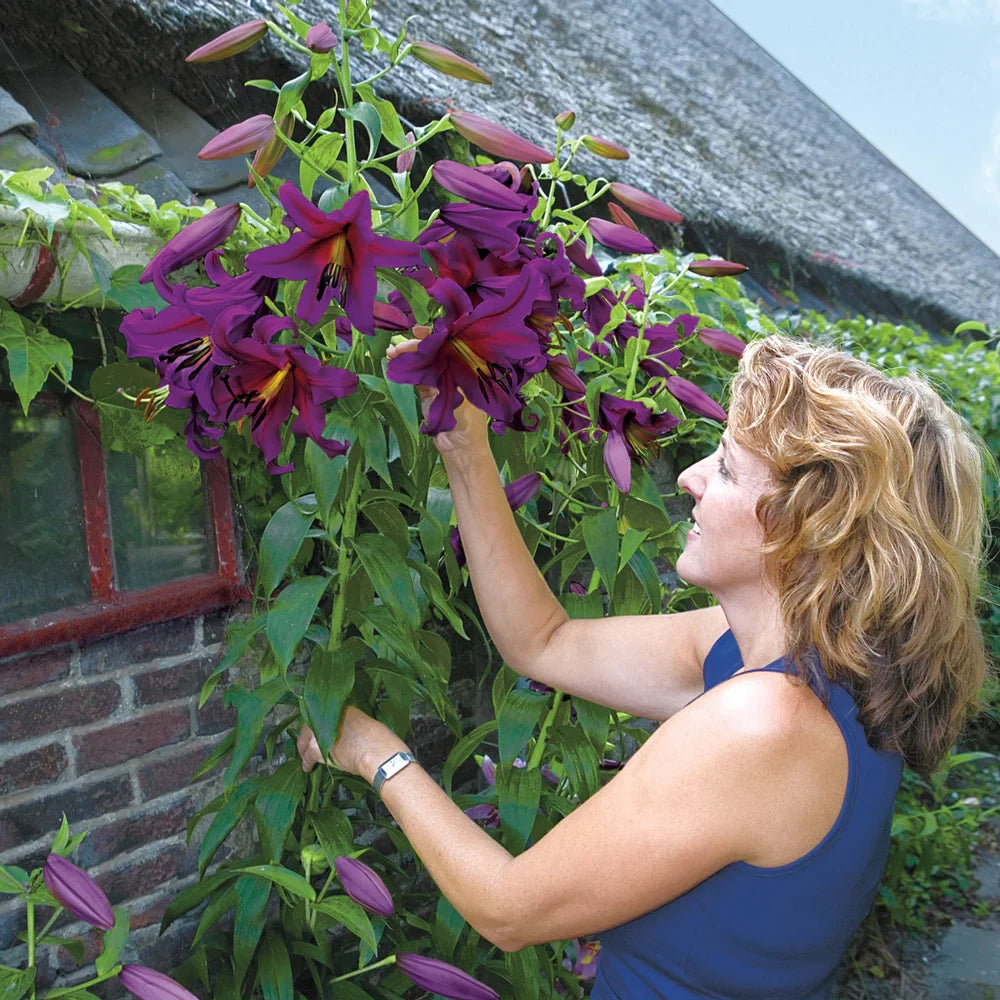 LILIJA PURPLE PRINCE