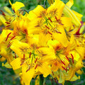 LILIJA YELLOW BRUSE