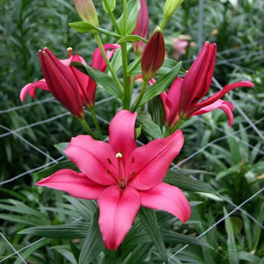 LILIJA YERSEKE LA HYBRID